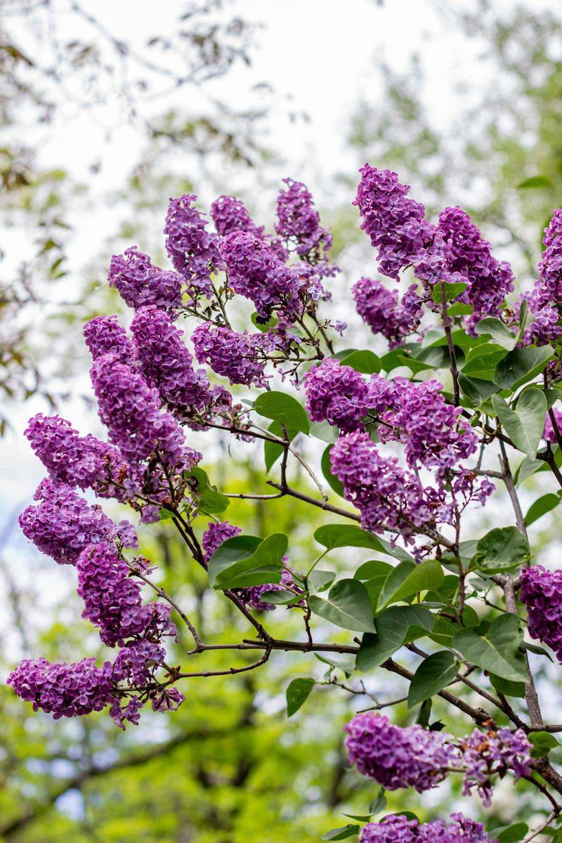 Lilac