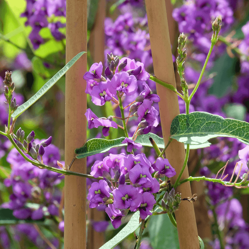 Lilac Vine Covers Fences Without Taking Much Space