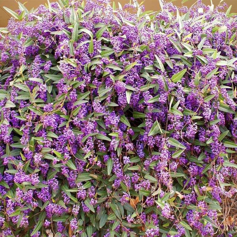 Lilac Vine Creates Soft Screening