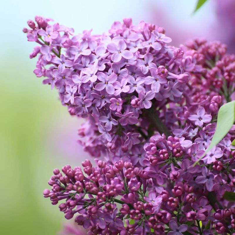 Lilacs