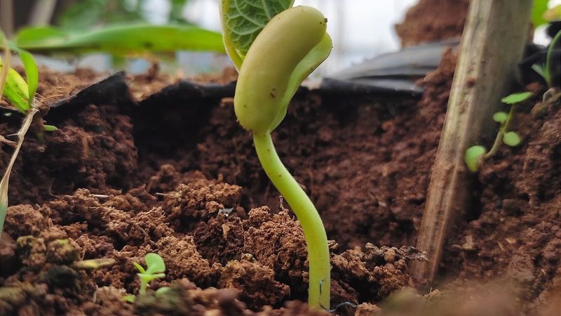 Lima Beans Prefer A Later May Start