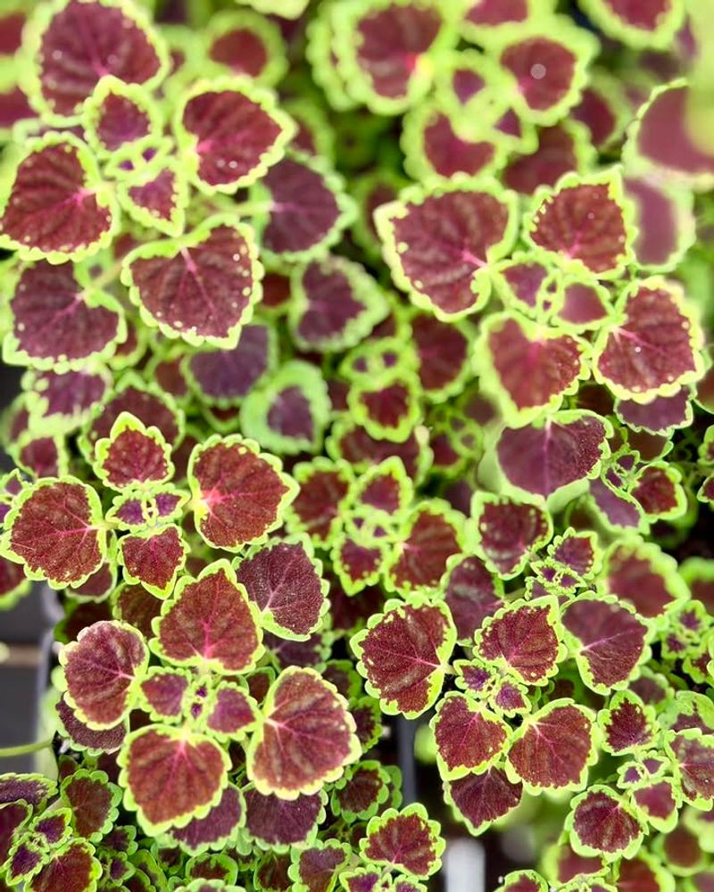 Lime Green + Deep Burgundy Coleus