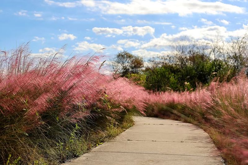 Line Sunny Paths With Muhly Grass