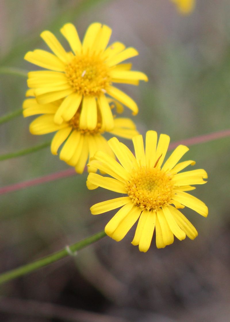 Lineleaf Daisy