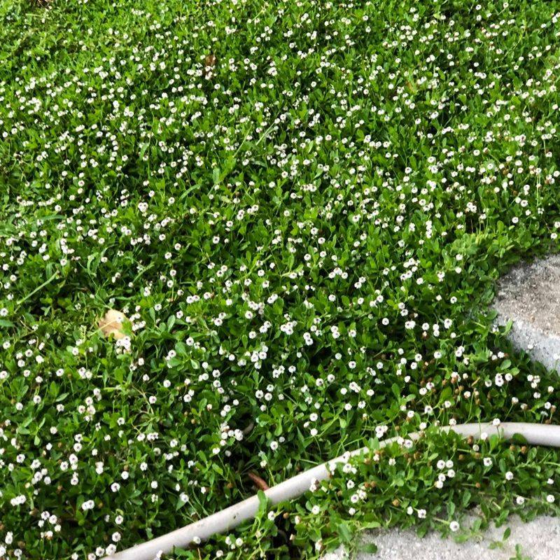 Lippia Spreads Quickly Without Getting Tall Lippia Spreads Quickly Without Getting Tall