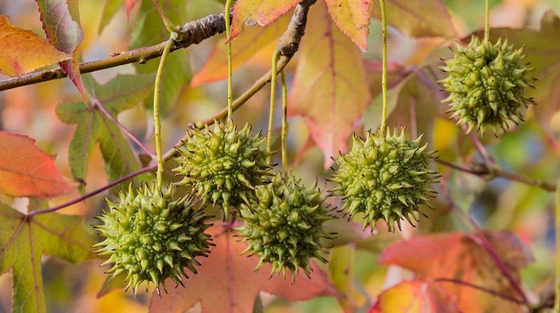 Liquidambar Drops Spiky Seed Balls Liquidambar Drops Spiky Seed Balls