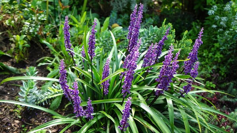 Liriope Handles Steep Banks With Ease Liriope Handles Steep Banks With Ease