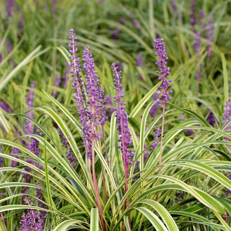 Liriope Replaced With Pennsylvania Sedge Liriope Replaced With Pennsylvania Sedge