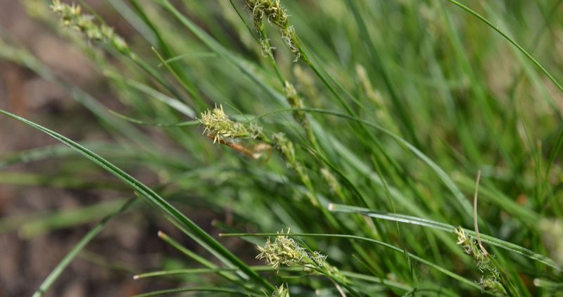 Liriope Replaced With Texas Sedge Liriope Replaced With Texas Sedge