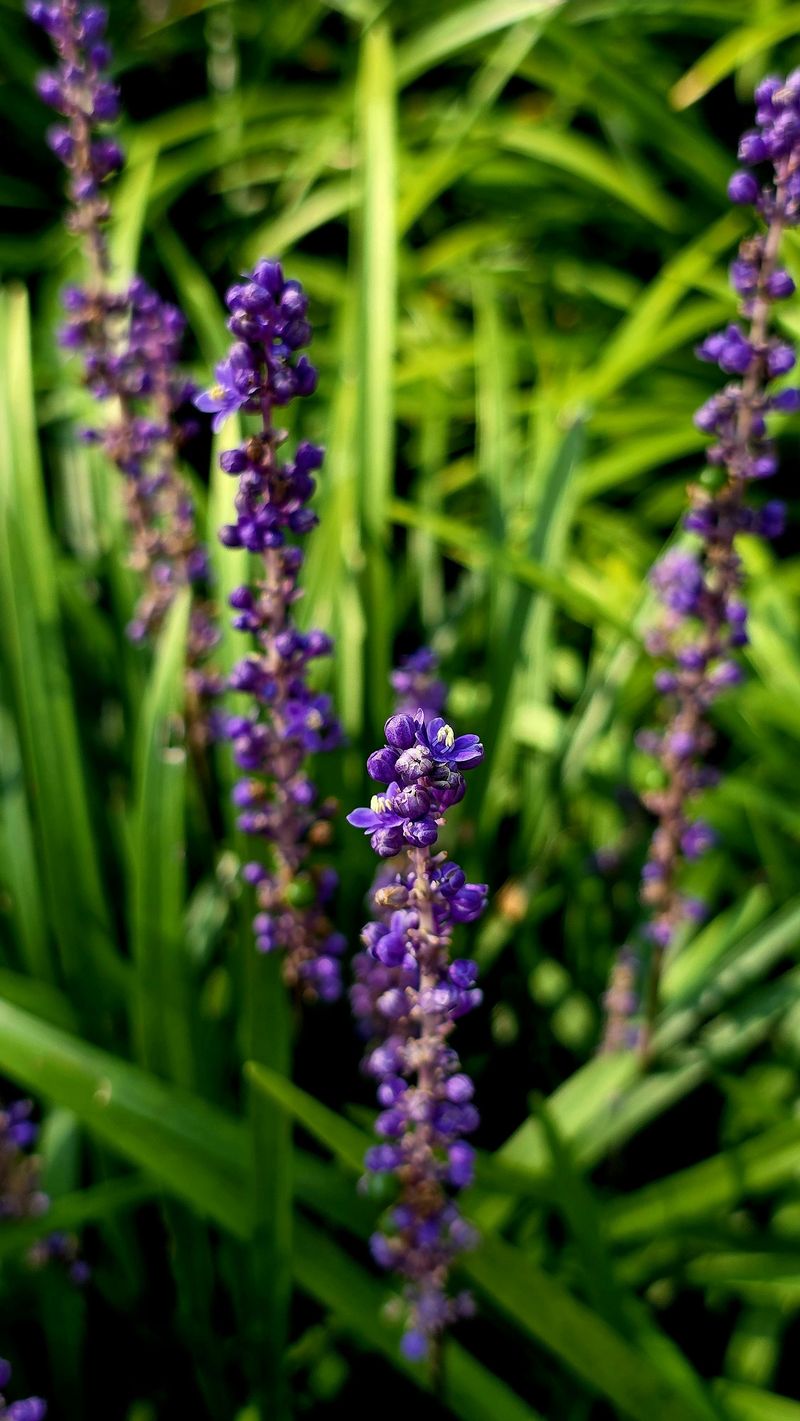 Liriope