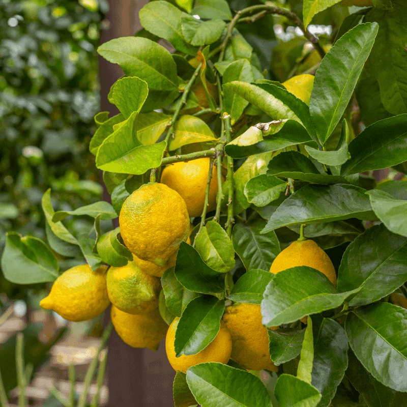 Lisbon Lemons Stay Strong In Intense Afternoon Sun