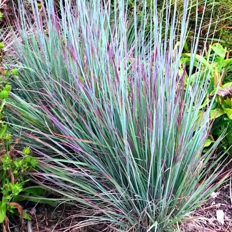 Little Bluestem 
