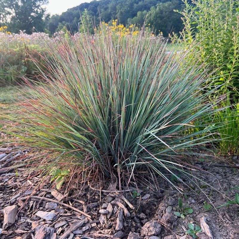 Little Bluestem