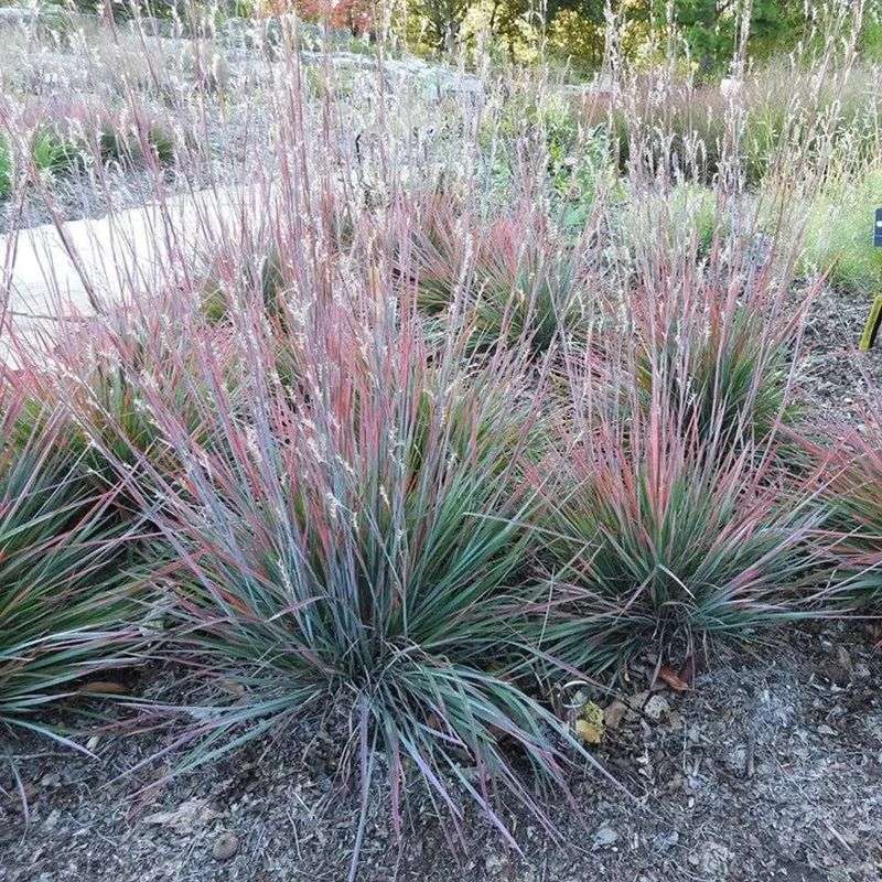 Little Bluestem