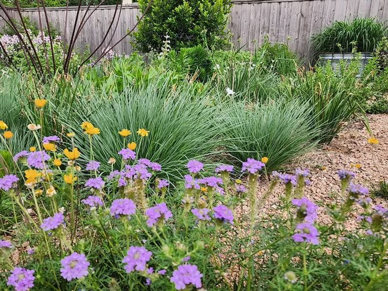 Little Bluestem 
