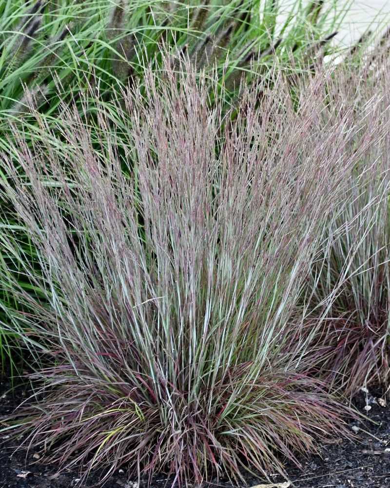 Little Bluestem