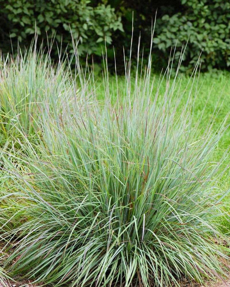 Little Bluestem Little Bluestem
