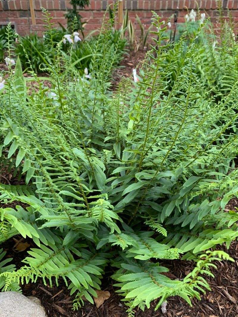 Christmas Fern Keeps Shady Beds Looking Full