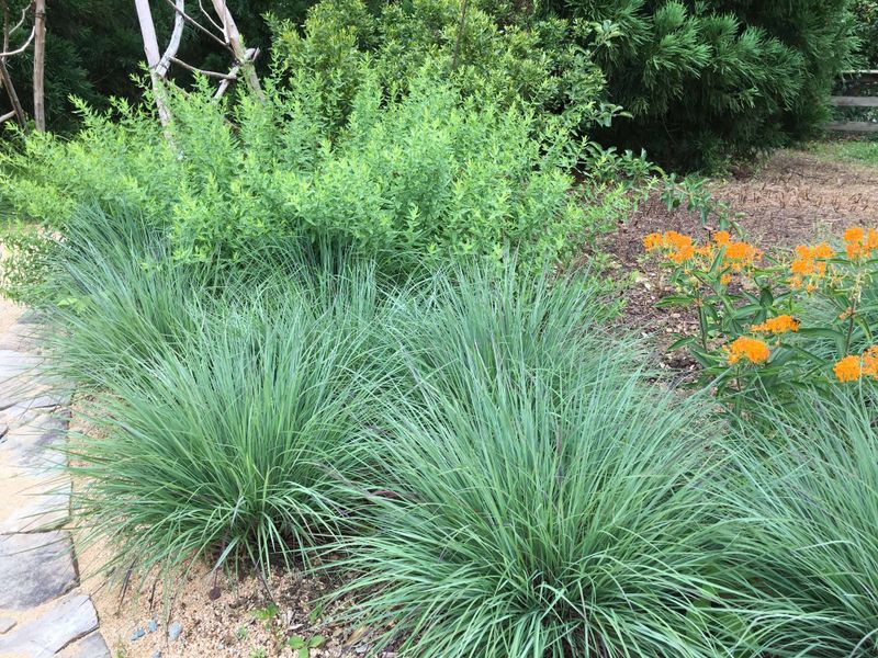Little Bluestem Looks Better Every Year In Michigan Landscapes