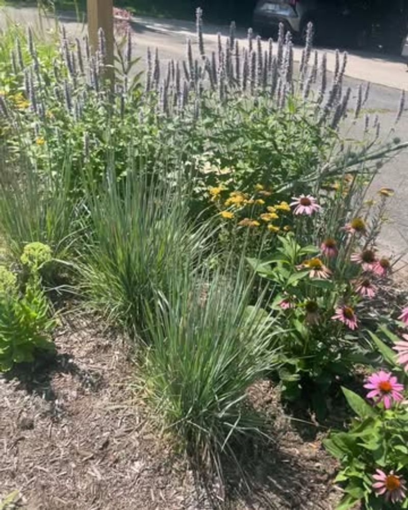 Little Bluestem (Schizachyrium scoparium)
