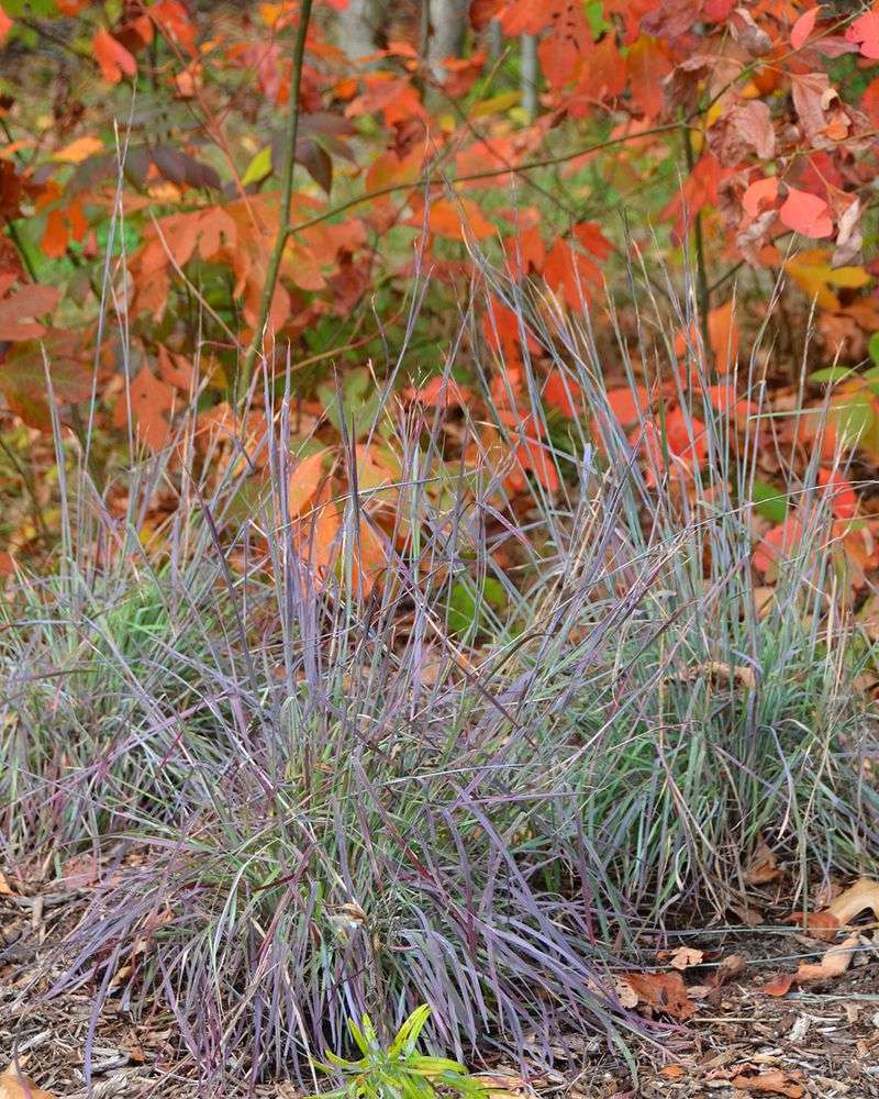 Little Bluestem (Schizachyrium scoparium) Little Bluestem (Schizachyrium scoparium)