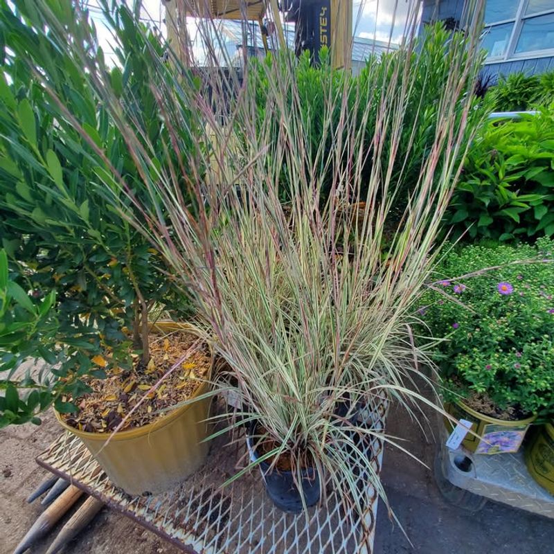 Little Bluestem (Schizachyrium scoparium)