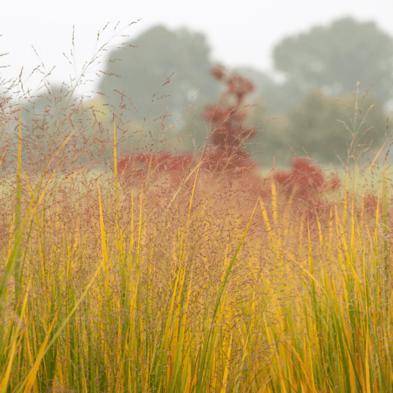 Switchgrass (Panicum Virgatum)