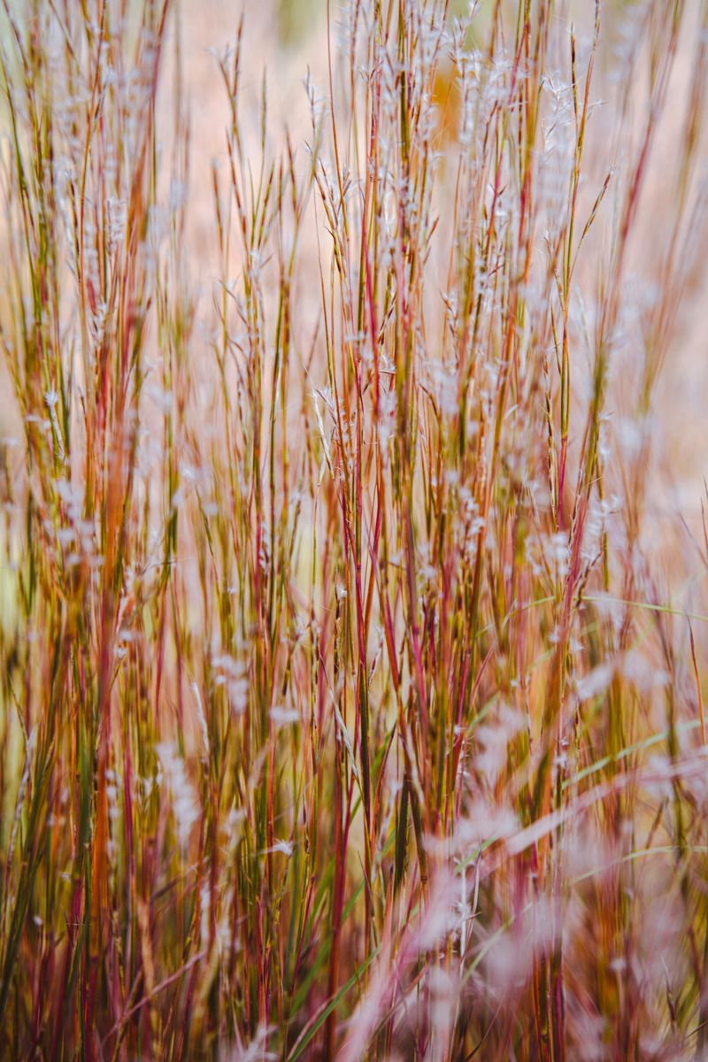 Little Bluestem Shows That Good Things Come In Small Packages
