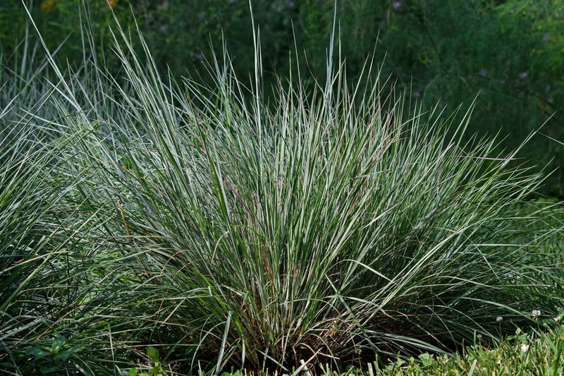 Little Bluestem Softens Hot Driveway Edges