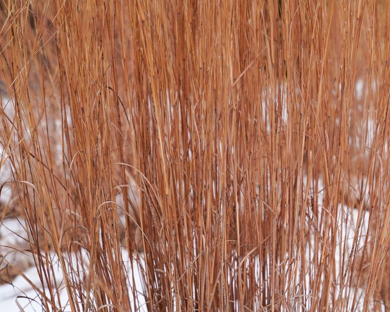 Little Bluestem Turns Coppery For Fall And Winter Interest Little Bluestem Turns Coppery For Fall And Winter Interest