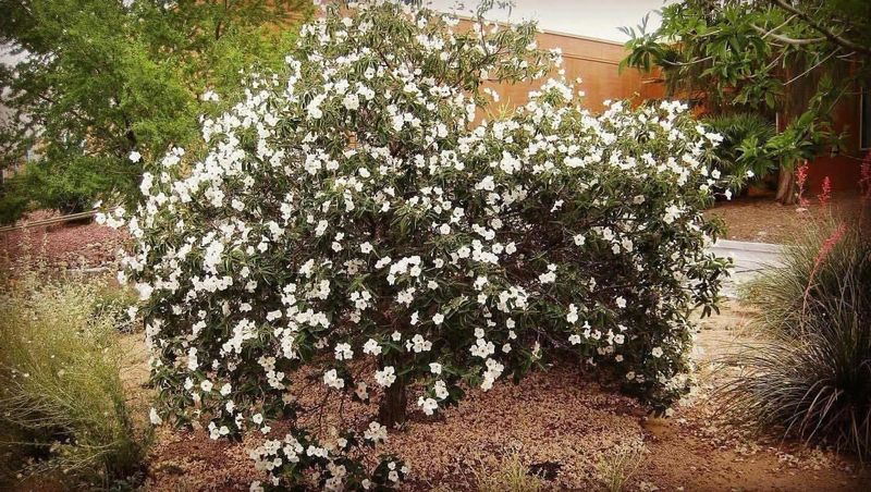 Little Leaf Cordia Handles Extreme Dry Heat Well