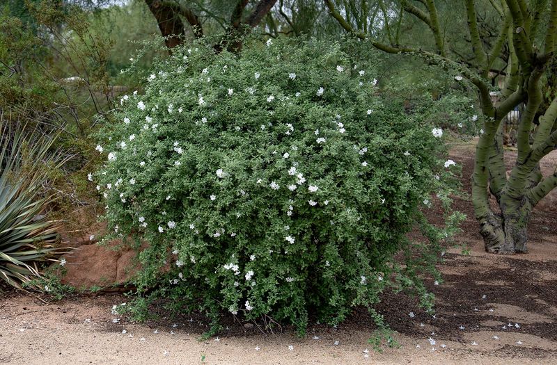 Little Leaf Cordia Softens Pool Edges With White Blooms