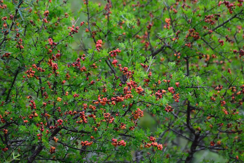 Little Leaf Sumac Brings Native Texture And Seasonal Color Little Leaf Sumac Brings Native Texture And Seasonal Color