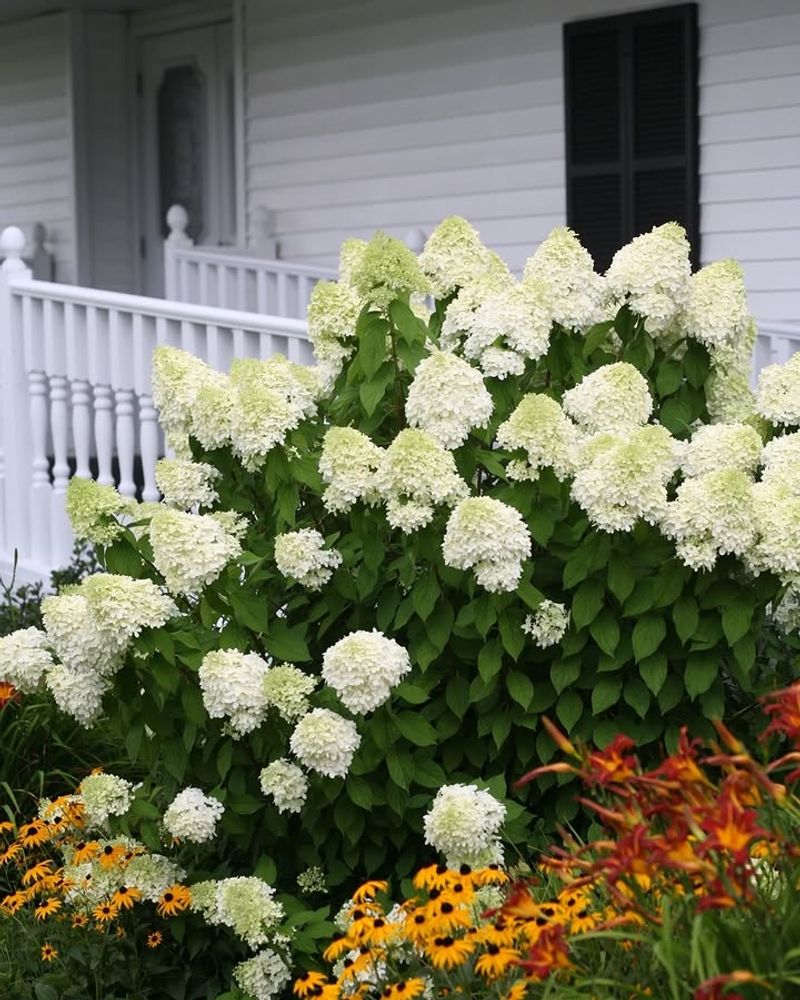 Little Lime Hydrangea 