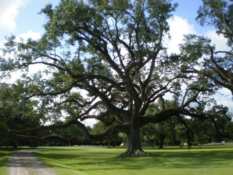 Live Oak Provides Long-Term Shade