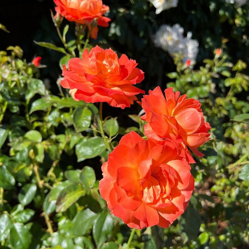 Livin Easy Rose Keeps Blooming In Summer Heat Livin Easy Rose Keeps Blooming In Summer Heat