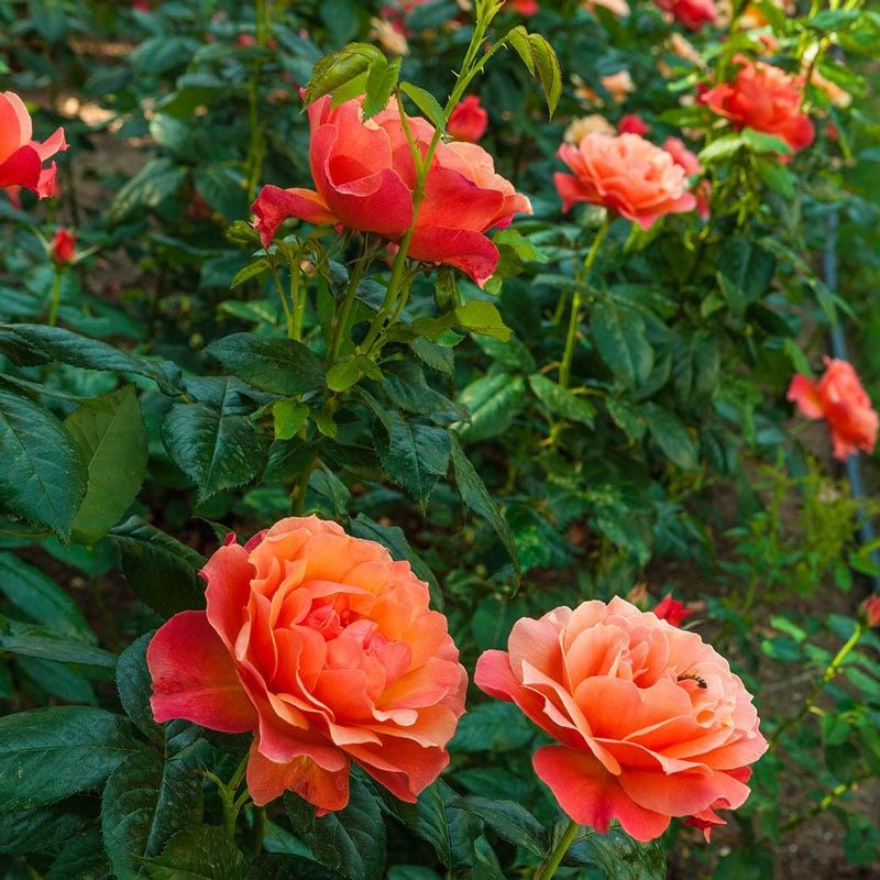 Livin' Easy Rose