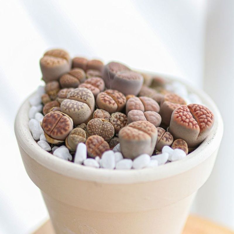 Living Stones