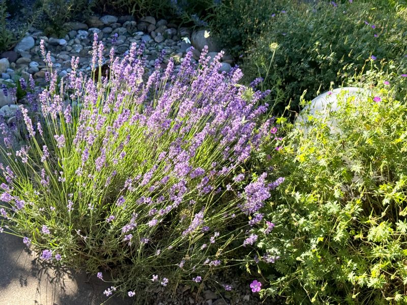 Location Makes Or Breaks Lavender In A Connecticut Garden Location Makes Or Breaks Lavender In A Connecticut Garden