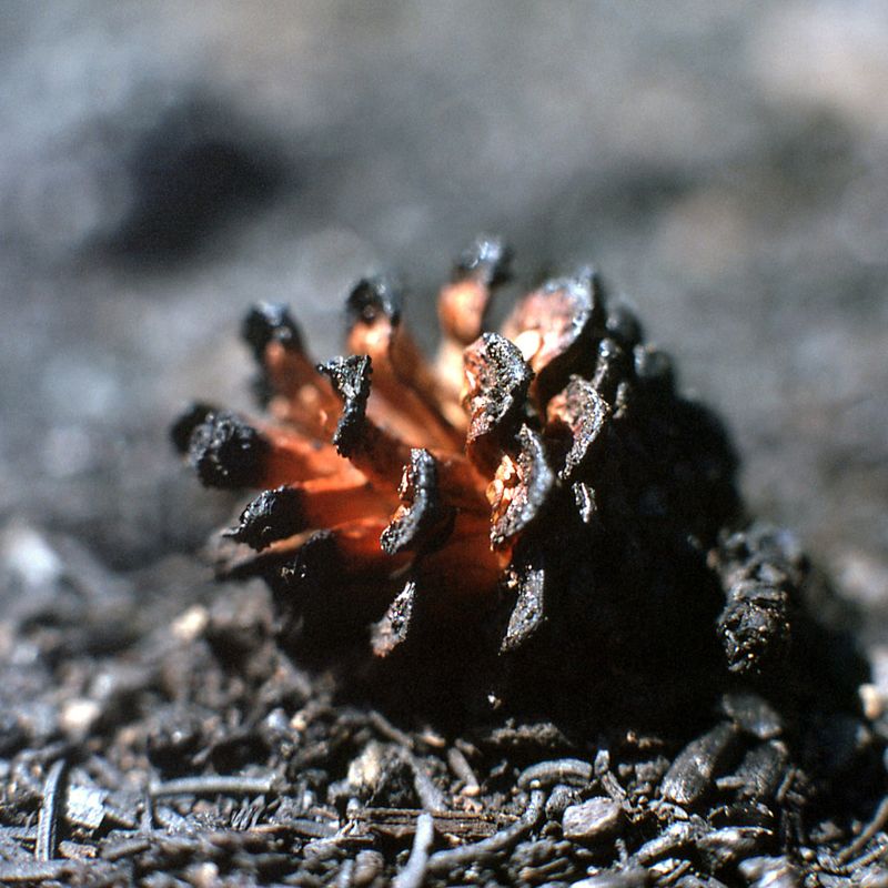 Lodgepole Pine