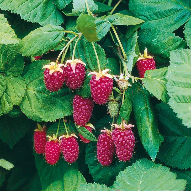 Loganberries