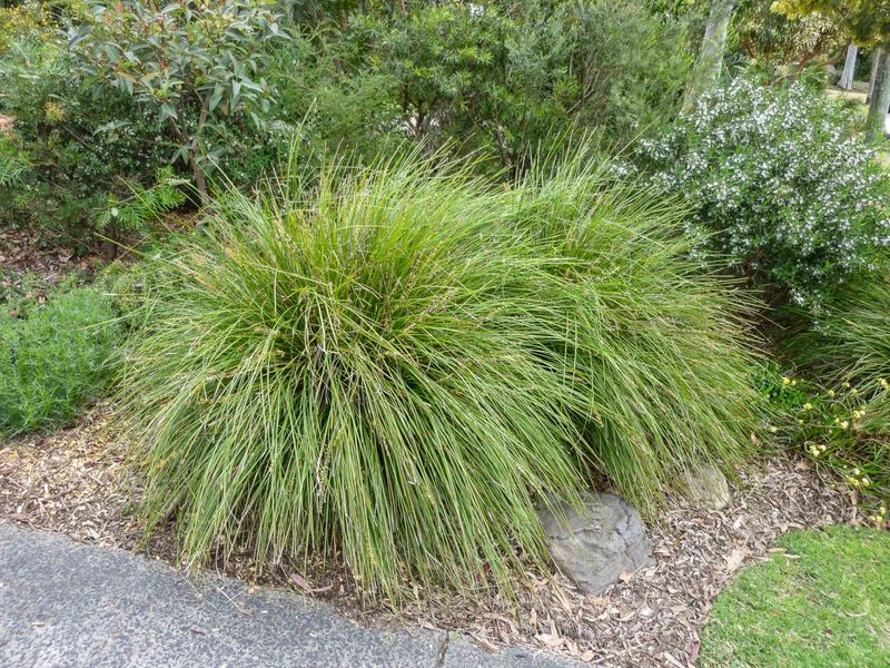 Lomandra Keeps The Look Tailored