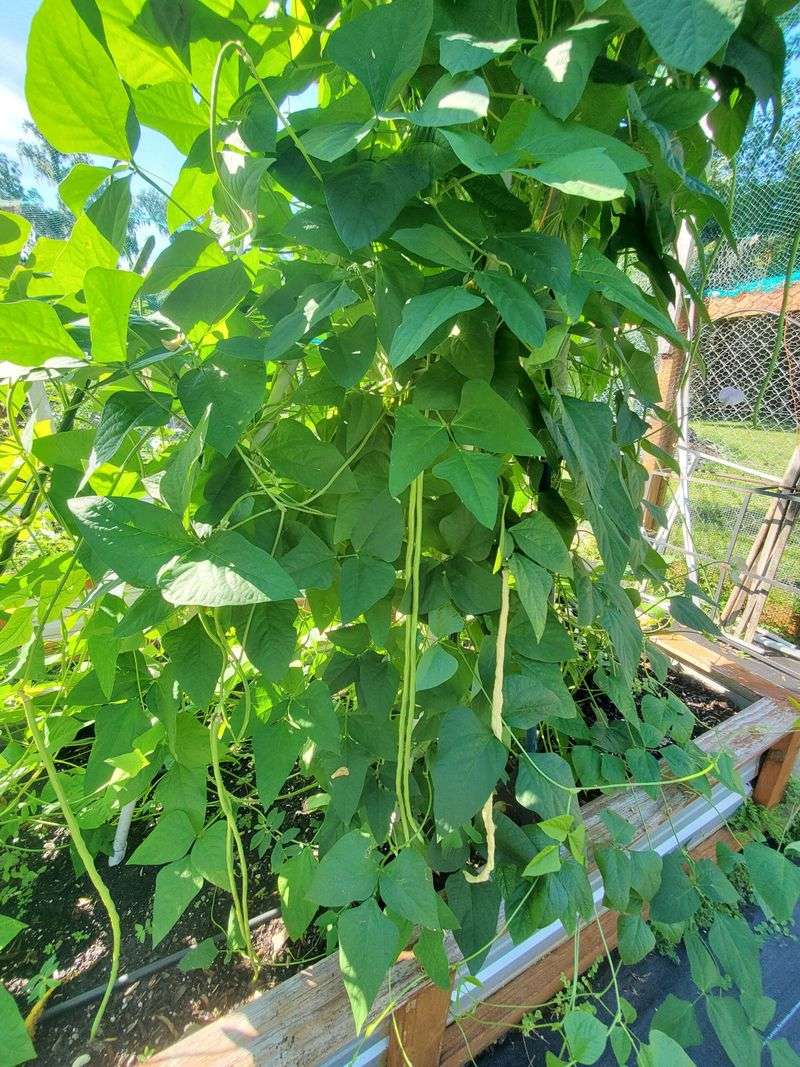 Long Beans Climb In Summer Heat