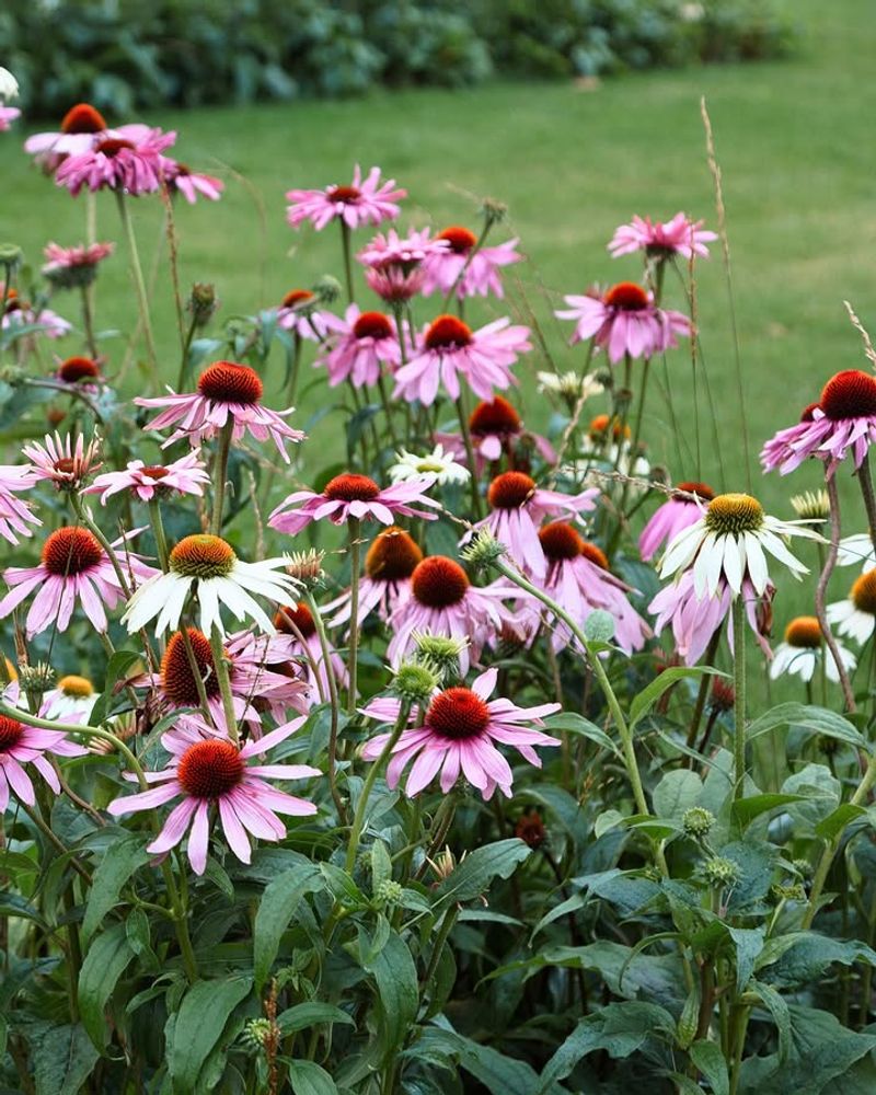 Long Bloom Periods Bring Color Deep Into Summer