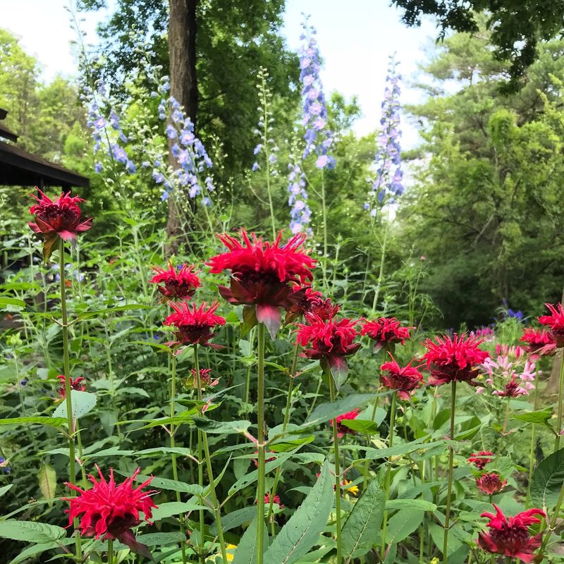 Long Bloom Periods Create More Consistent Backyard Activity Long Bloom Periods Create More Consistent Backyard Activity