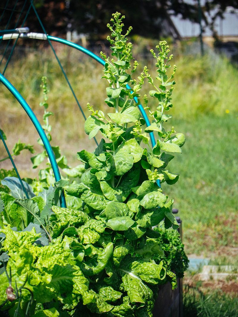 Long Days Speed Up Bolting In Many Garden Vegetables