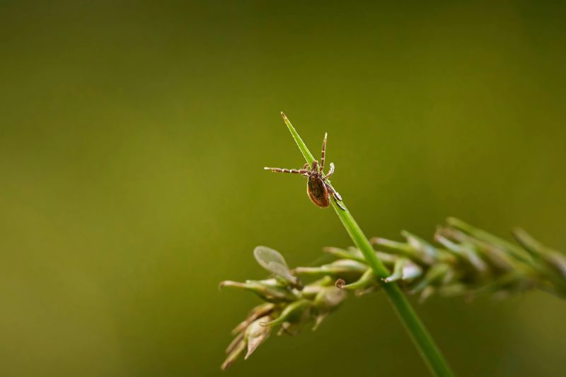 Long Grass Is A Tick's Best Friend