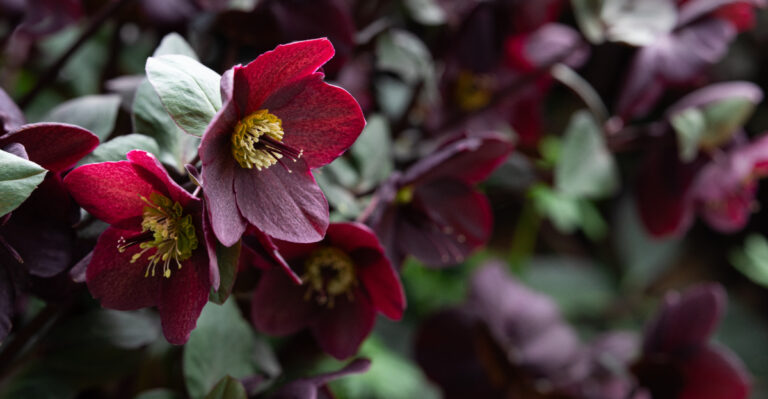 Long-Lasting Perennials That Keep Kentucky Gardens Thriving Year After Year