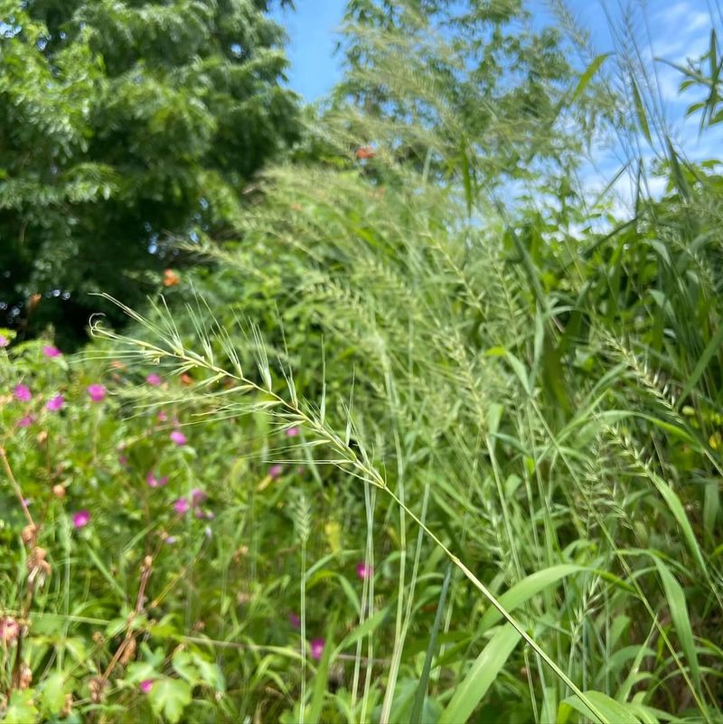 Longer Grass May Create More Hiding Spots For Pests