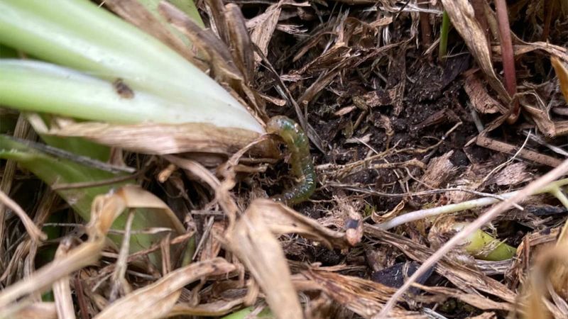 Look For Chewed Blades From Sod Webworms